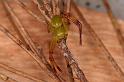 Diaea_evanida_D7803_Z_89_North Stradbroke island_Australie